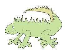 Iguanas